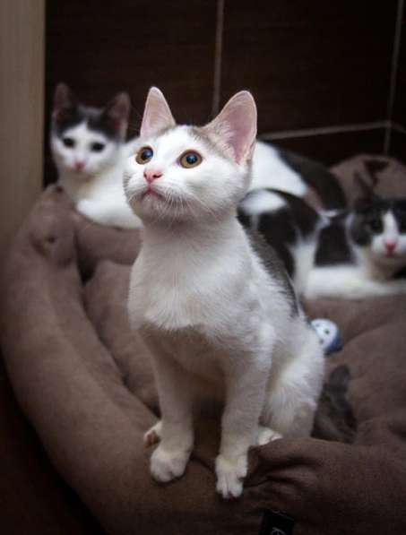 Воспитанные, стерилизованные котята-подростки в дар