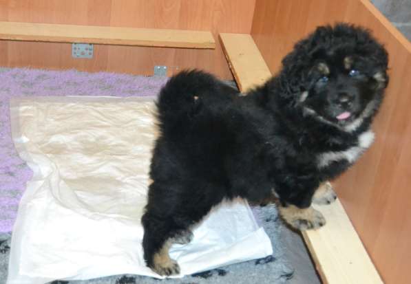 Тибетский мастиф - лучший страж на территории в Москве фото 36