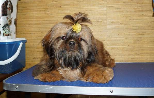 Малышка Ши-тцу в Саратове