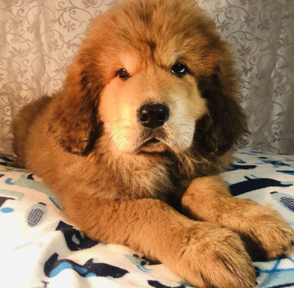 Тибетский мастиф щенки в Твери фото 15