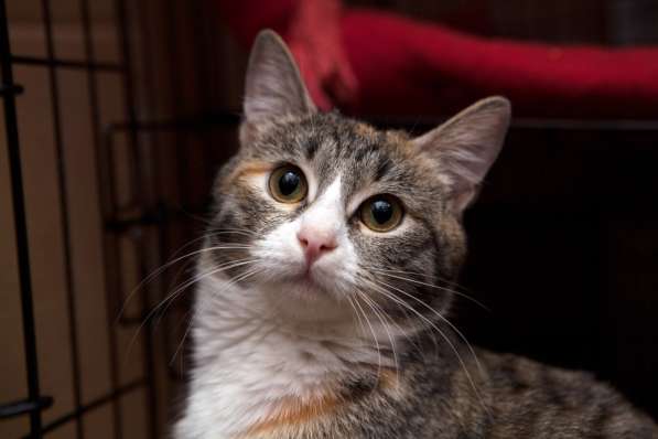 Милая Тесси мечтает стать домашней в Москве фото 8