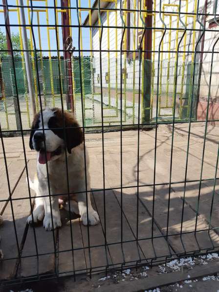 Щенки сенбернара в фото 66