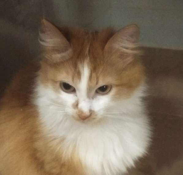 Солнечная кошка Милочка в Москве фото 28