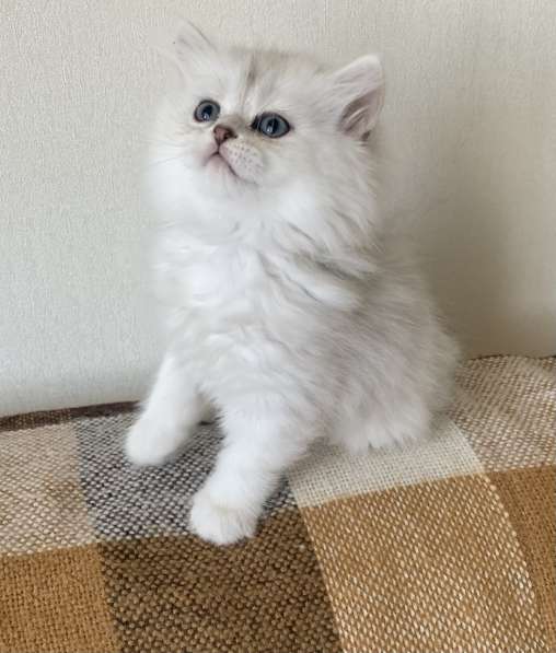Persian Silver Chinchilla