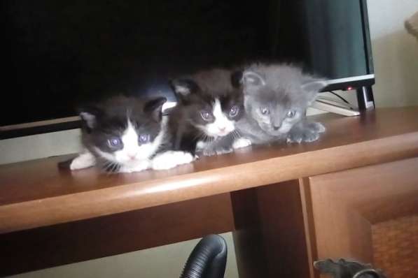 Три котенка Самцы