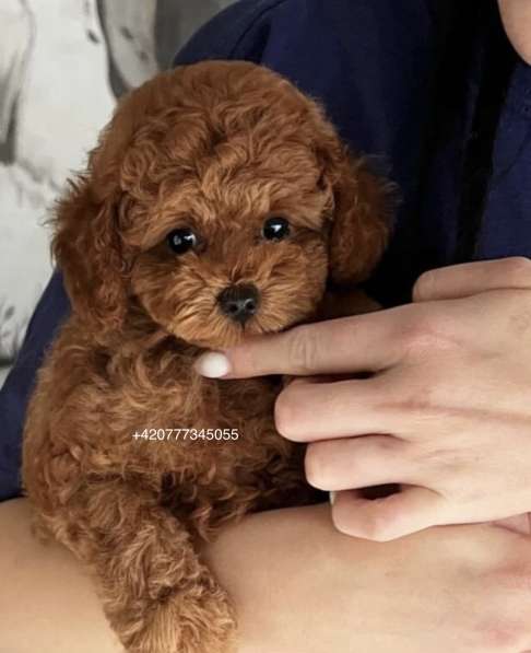 Toy poodle red brown в фото 4