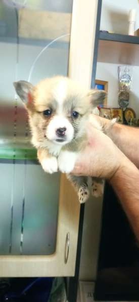 Щенки вельш корги пемброк в фото 12