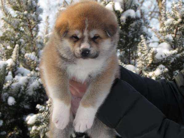 Супер щенок акита -ину в Ростове