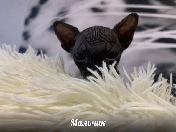 Котята в Балашихе фото 11