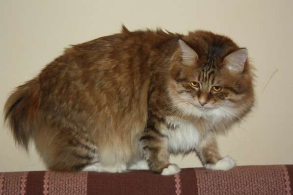 Котенок Курильского бобтейла в Нижневартовске фото 6