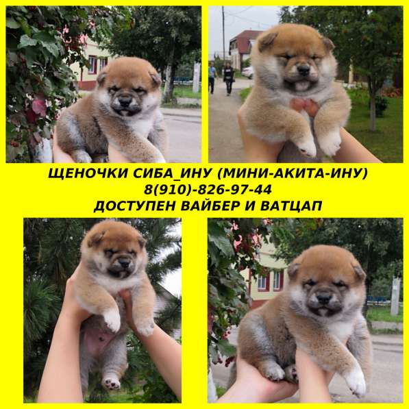 Щенята сиба-ину