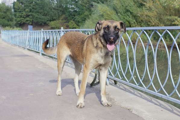 Лиса - интересная, харизматичная собака в дар в Москве фото 6