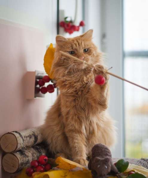 Рыжий кот Желточек в добрые руки в Москве фото 6
