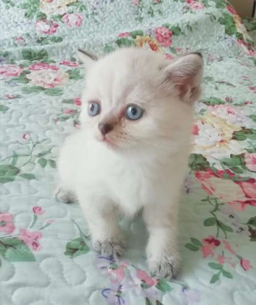 Шотландские котята в фото 6