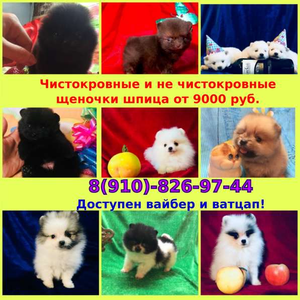 Щенята шпица