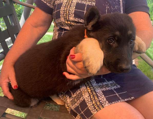 Щенки ВЕО с документами в Санкт-Петербурге фото 26