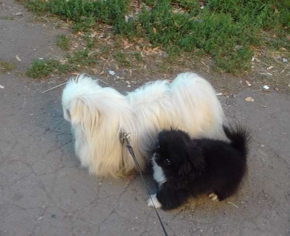 Королевский пекинес в фото 5