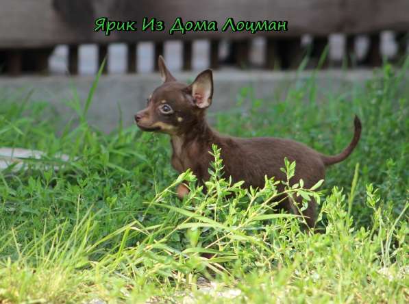 Щенки Русского той -терьера в Новосибирске фото 36