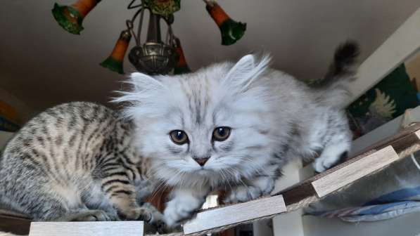 Продаются шотландские котята 3 месяца девочки в Москве фото 3