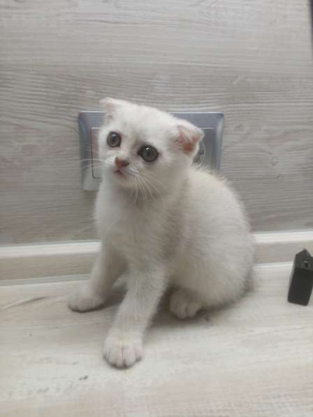 Шотландский кот в фото 8