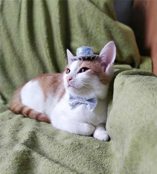 Чудесный котенок Кекс ищет дом в Москве