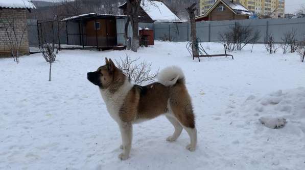 Акита в Ростове-на-Дону фото 37