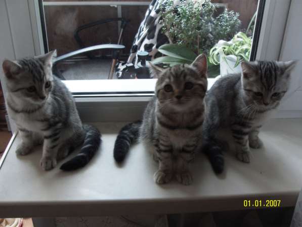 Продаются породистые короткошерстные британские котята в фото 7