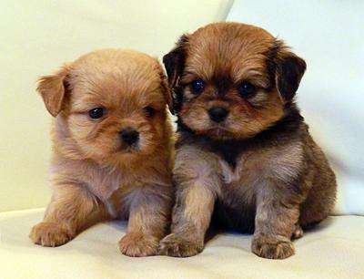 Щенки дизайнерские