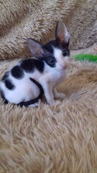 Котята Корниш рекс из питомника в Санкт-Петербурге фото 5