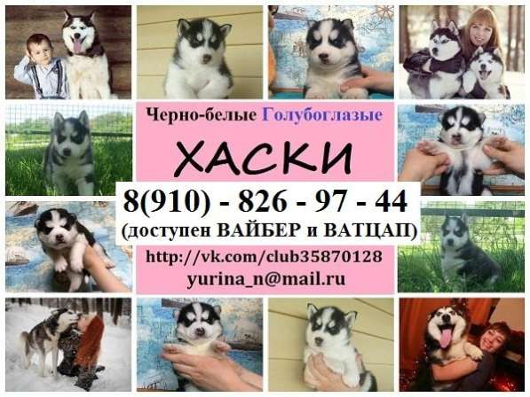 Сибирская хаски. щеночки черно-белые голубоглазые в Тутаево
