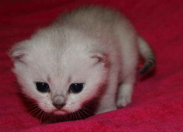 Котик Поль в Санкт-Петербурге фото 12