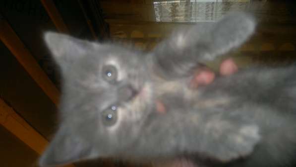 Британские полукровки