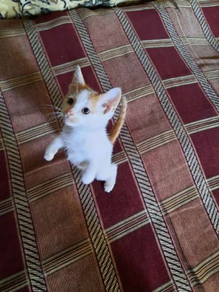 Котёнок метис тайской кошки