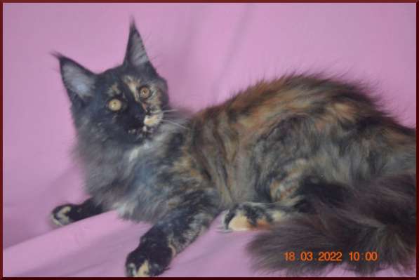 Роскошный черный котик мейн-кун из питомника в Астрахани фото 83