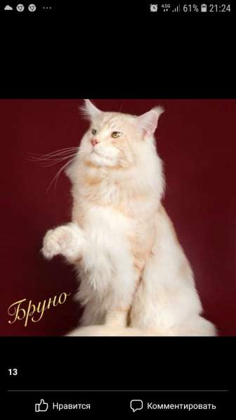 Котята породы Мэйн-кун в фото 10