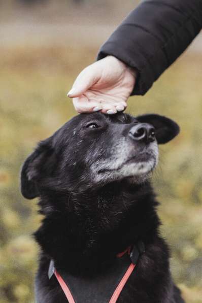 Пристраивается молодой небольшой пёс по имени Космос в Москве фото 3