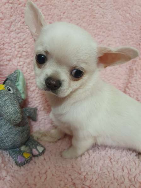 Chihuahua. Mini boy's в 