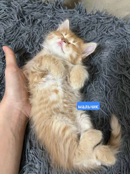 Котята рыжие