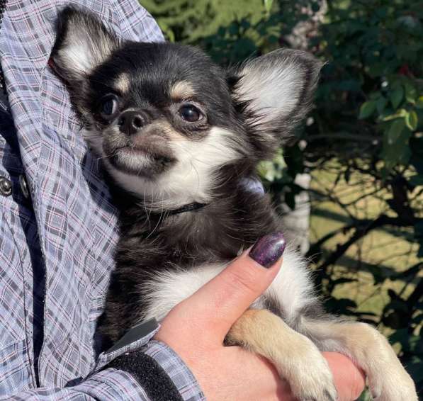 Миниатюрный щенок чихуахуа в Ялте фото 5