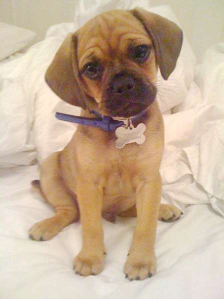 Щенки Пагальера в фото 4