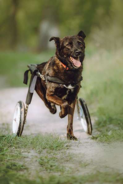 Маленькая собачка-спинальник Кения в самые добрые руки в Москве фото 6