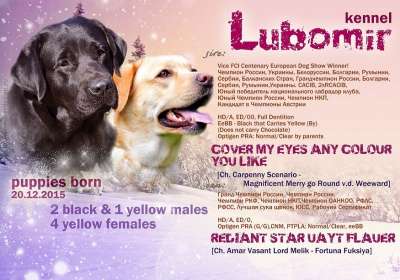 Щенки лабрадора