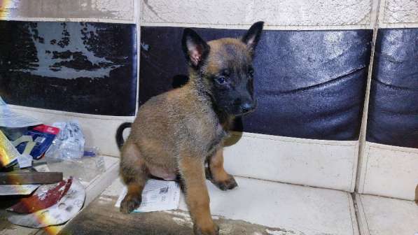 Бельгийская овчарка малинуа в Москве