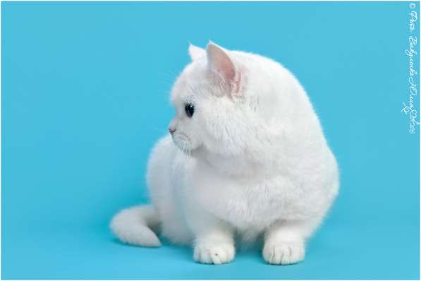 Белая шотландская прямоухая кошка в Москве