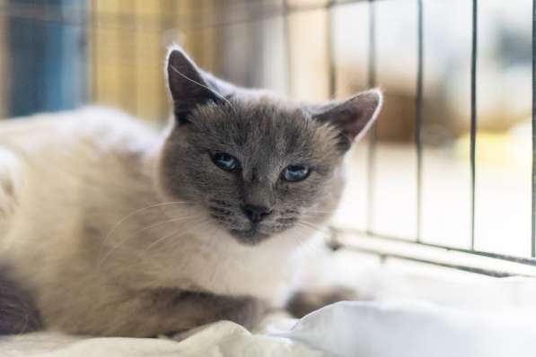 Невероятная красавица Агата в добрые руки