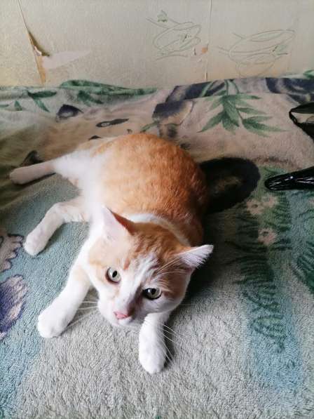 Красивый, мягонький и ручной котик в Санкт-Петербурге фото 7