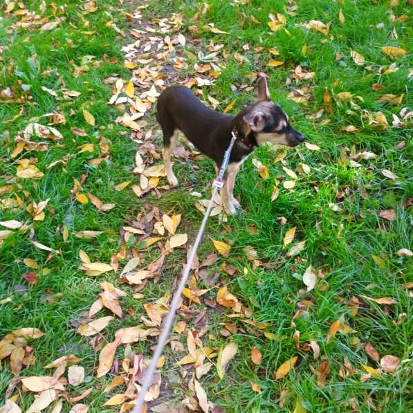 Домашний щенок от небольшой собачки в Санкт-Петербурге фото 10