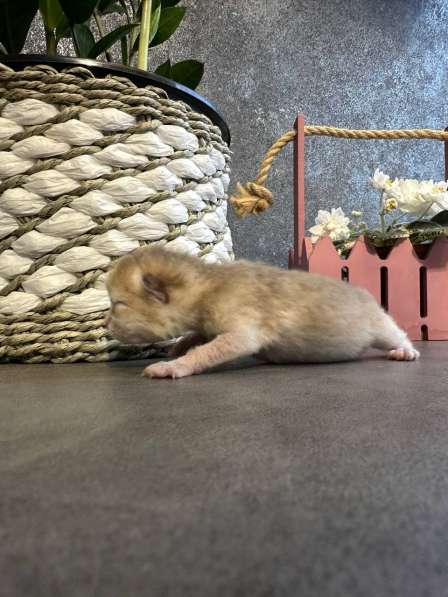 Котята, породы Британская золотая шиншила в Ставрополе фото 6