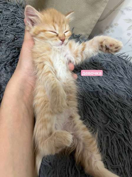Котята рыжие в Лениногорске фото 3