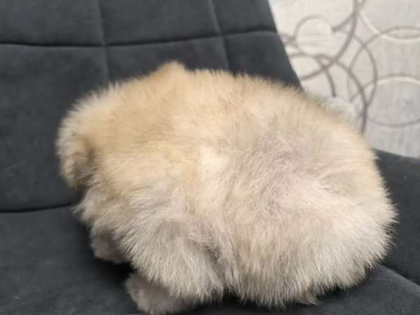 Продам щенков померанский шпиц в Пензе фото 3